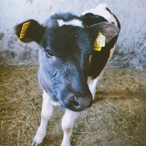 Meer stal kennis, minder stal kosten | Eveal