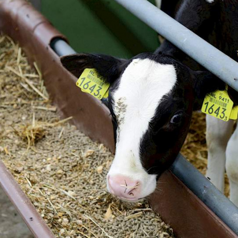 Meer kalveren-kennis in 8 modules | Eveal